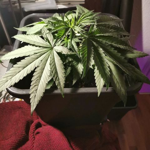 Royal Moby #2 growlog timeline photo