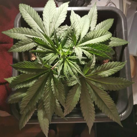 Royal Moby #2 growlog timeline photo