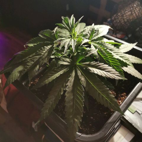 Royal Moby #2 growlog timeline photo