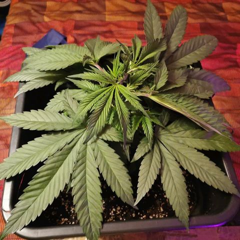 Royal Moby #2 growlog timeline photo