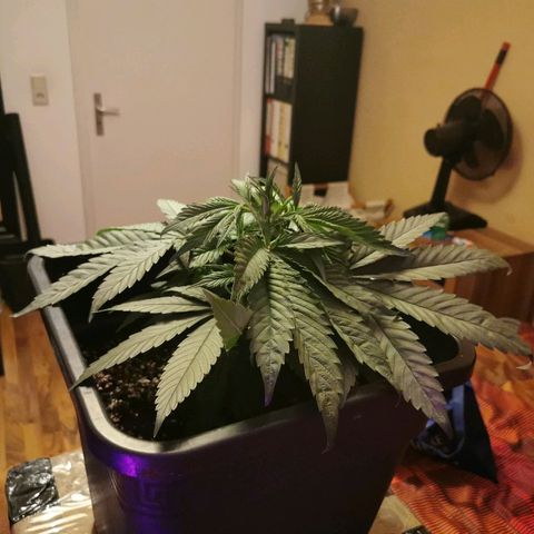 Royal Moby #2 growlog timeline photo