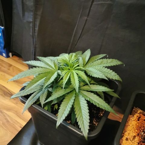 Royal Moby #2 growlog timeline photo