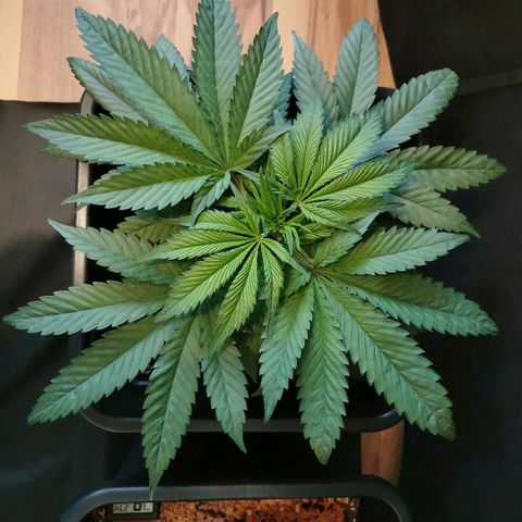Royal Moby #2 growlog timeline photo