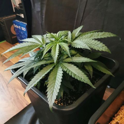 Royal Moby #2 growlog timeline photo