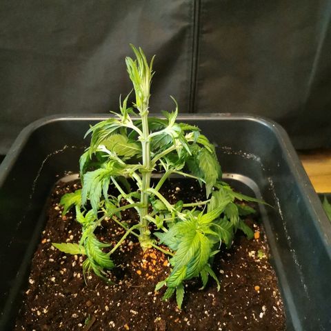 Royal Moby #2 growlog timeline photo