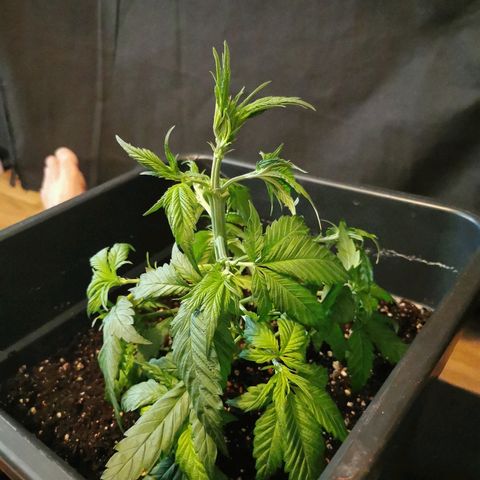 Royal Moby #2 growlog timeline photo