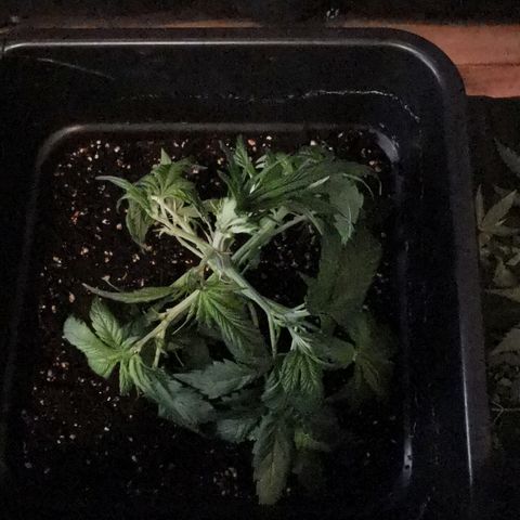 Royal Moby #2 growlog timeline photo