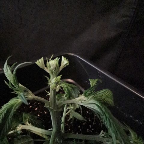 Royal Moby #2 growlog photo: FIM