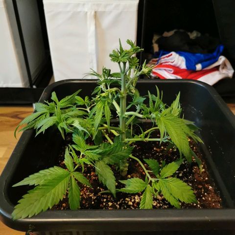 Royal Moby #2 growlog timeline photo