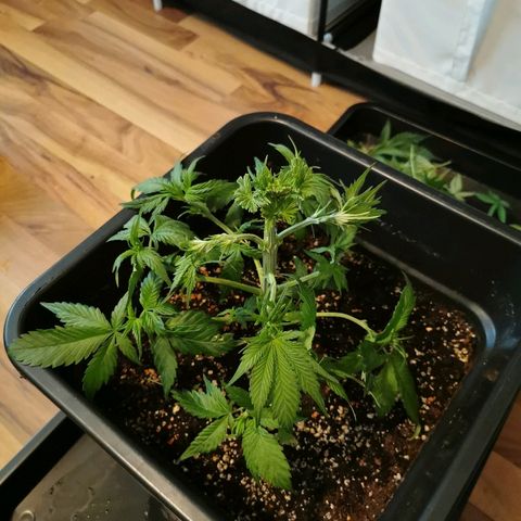 Royal Moby #2 growlog timeline photo