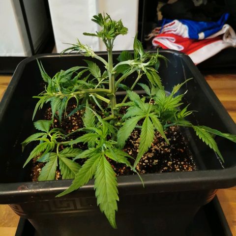Royal Moby #2 growlog timeline photo