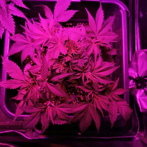 Royal Moby #2 growlog timeline photo