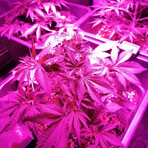 Royal Moby #2 growlog timeline photo