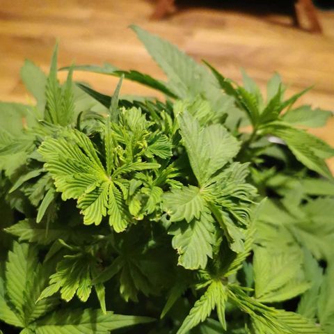 Royal Moby #2 growlog timeline photo