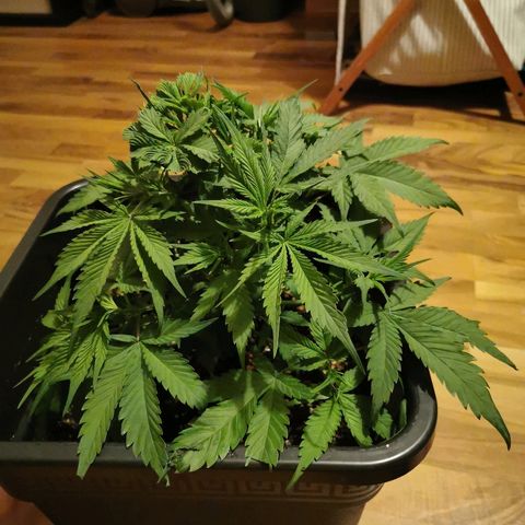 Royal Moby #2 growlog timeline photo