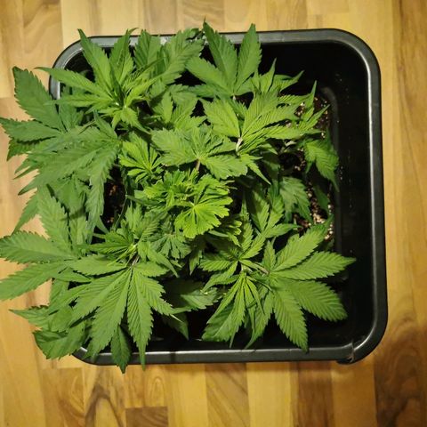 Royal Moby #2 growlog timeline photo