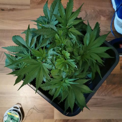 Royal Moby #2 growlog timeline photo
