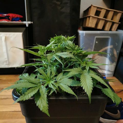 Royal Moby #2 growlog timeline photo