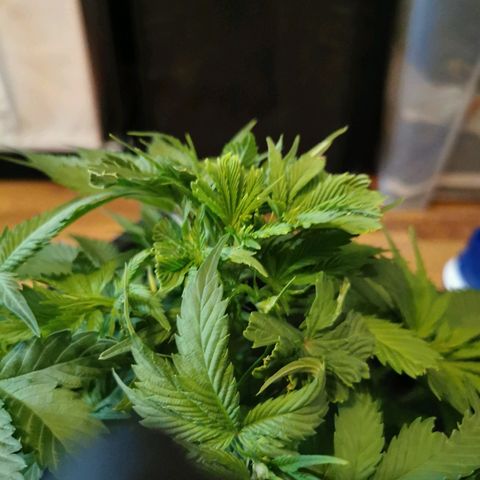 Royal Moby #2 growlog timeline photo