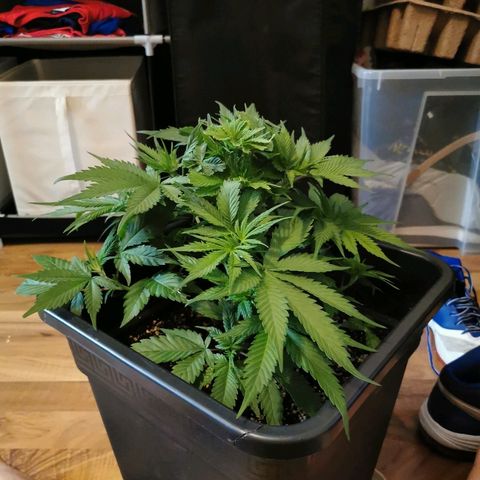 Royal Moby #2 growlog timeline photo