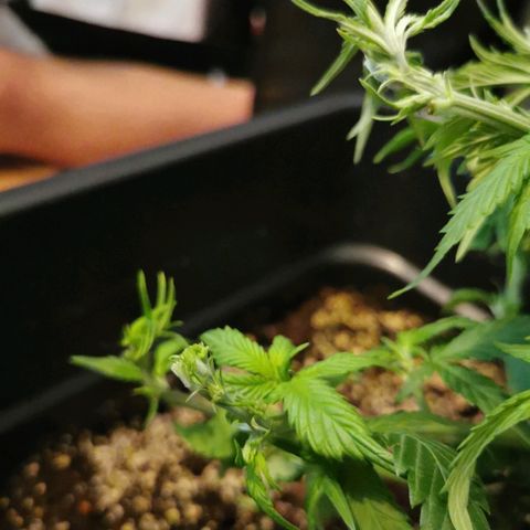 Royal Moby #2 growlog timeline photo