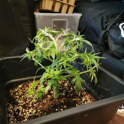 Royal Moby #2 growlog timeline photo