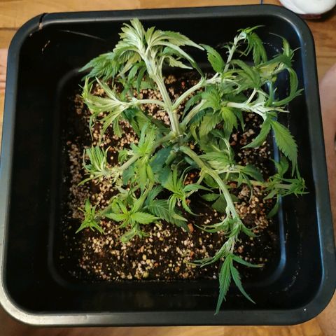 Royal Moby #2 growlog timeline photo