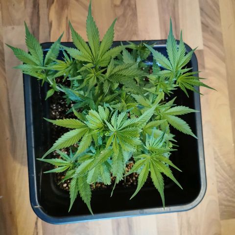 Royal Moby #2 growlog timeline photo