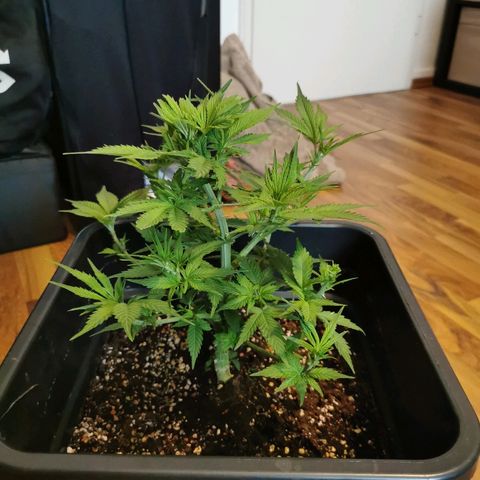 Royal Moby #2 growlog timeline photo
