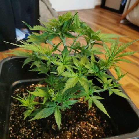 Royal Moby #2 growlog timeline photo