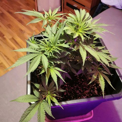 Royal Moby #2 growlog timeline photo