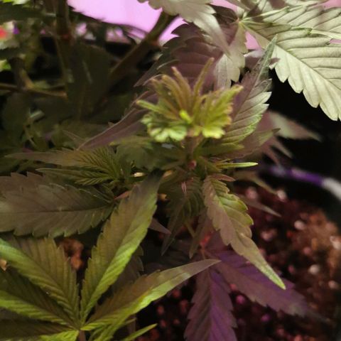 Royal Moby #2 growlog timeline photo
