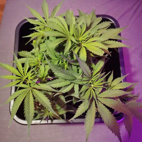 Royal Moby #2 growlog timeline photo