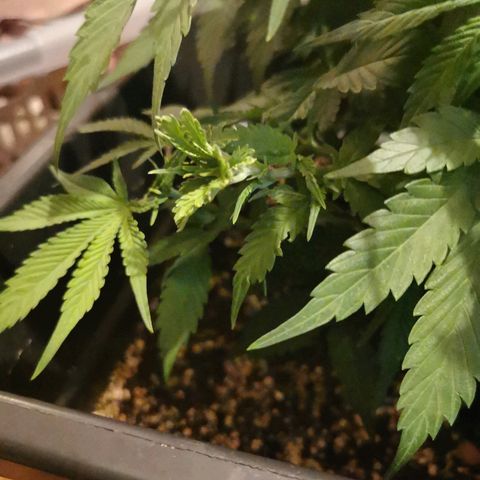 Royal Moby #2 growlog timeline photo