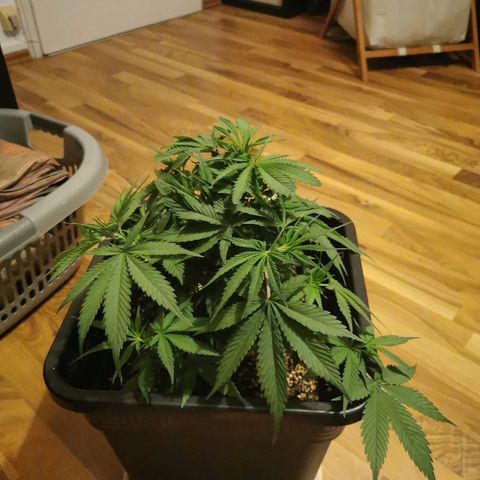 Royal Moby #2 growlog timeline photo
