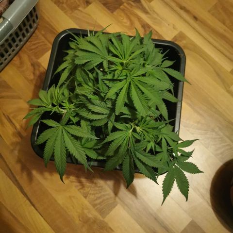 Royal Moby #2 growlog timeline photo