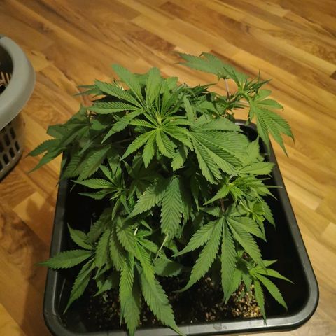 Royal Moby #2 growlog timeline photo