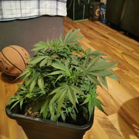Royal Moby #2 growlog timeline photo