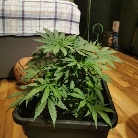 Royal Moby #2 growlog timeline photo