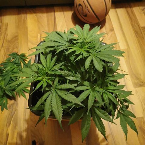 Royal Moby #2 growlog timeline photo