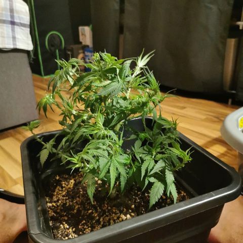 Royal Moby #2 growlog timeline photo