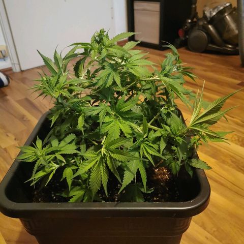 Royal Moby #2 growlog timeline photo