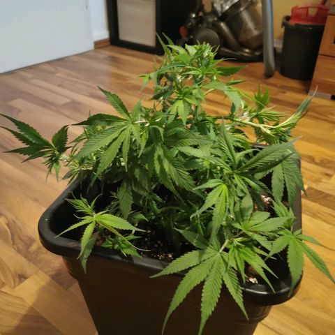 Royal Moby #2 growlog timeline photo