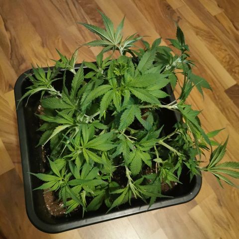 Royal Moby #2 growlog timeline photo