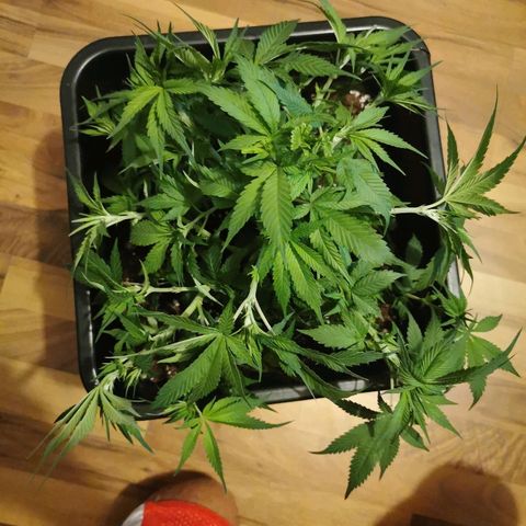 Royal Moby #2 growlog timeline photo