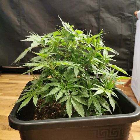 Royal Moby #2 growlog timeline photo