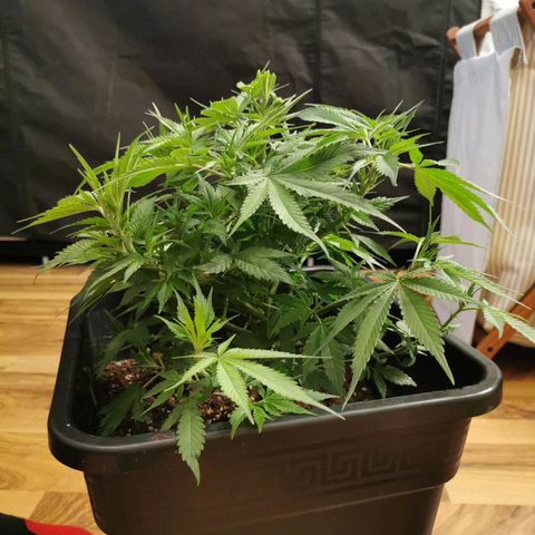 Royal Moby #2 growlog timeline photo