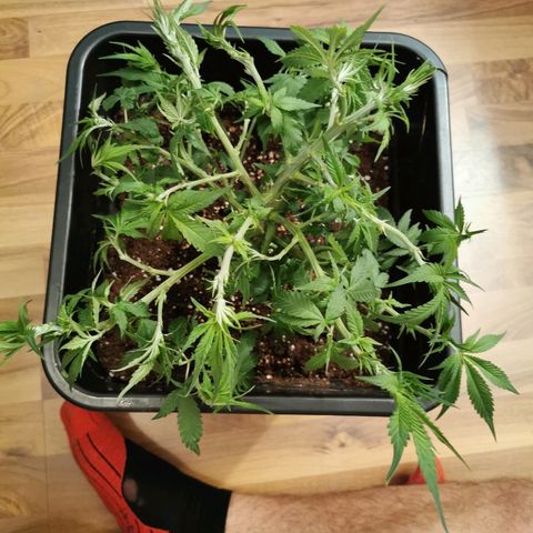 Royal Moby #2 growlog timeline photo