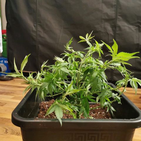 Royal Moby #2 growlog timeline photo