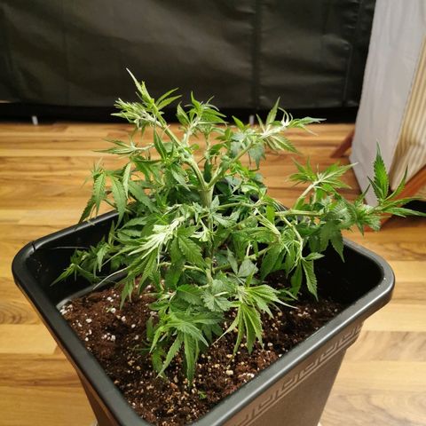 Royal Moby #2 growlog timeline photo